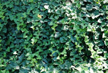 A background of ivy on which the sun's rays fall. clipart