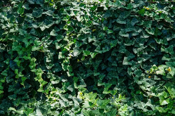 stock image A background of ivy on which the sun's rays fall.