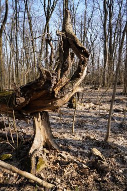 Alışılmadık ağaçları olan ilkbahar ormanı, Ukrayna.