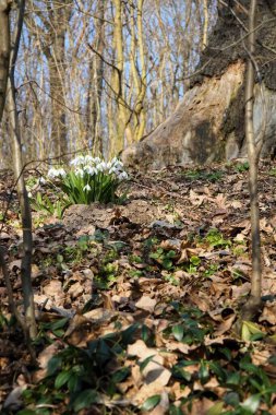 Bahar ormanında kırmızı kar damlaları
