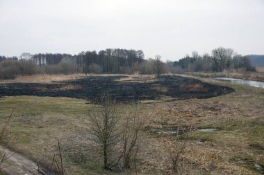 A spring field after a fire caused by deliberate burning of grass   clipart