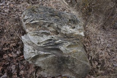 Fosilleşmiş volkanik lav, ağaçların ve bitkilerin sıcaklığından dolayı buharlaşma izleri taşıyor..