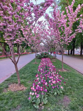 Çiçek tarhında güzel leylak laleler