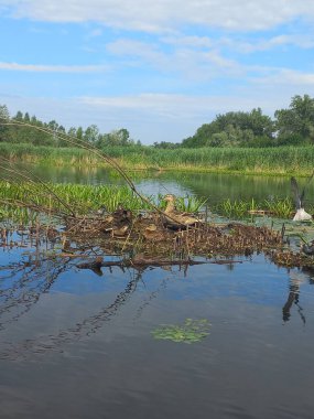 Dnipro Nehri kıyısındaki yuvalarında su kuşları