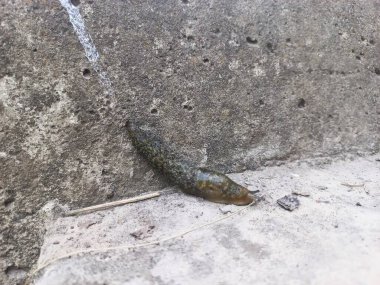 Bahçedeki betonda büyük bir sümüklüböcek sürünüyor.