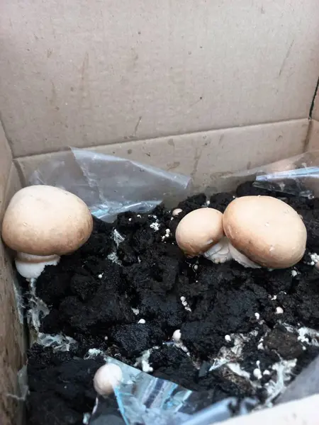 stock image Royal champignon mushrooms grow at home in a cardboard box