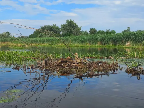 stock image Waterfowl in their nests in the banks of the Dnipro River