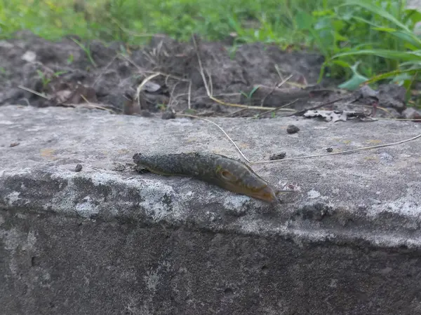 stock image A large slug crawls on the concrete in the garden