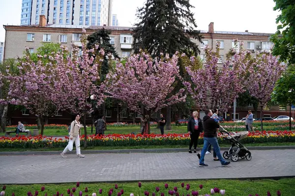 Stock image . Flower alleys with tulips and cherry blossoms in the Dnipro in spring