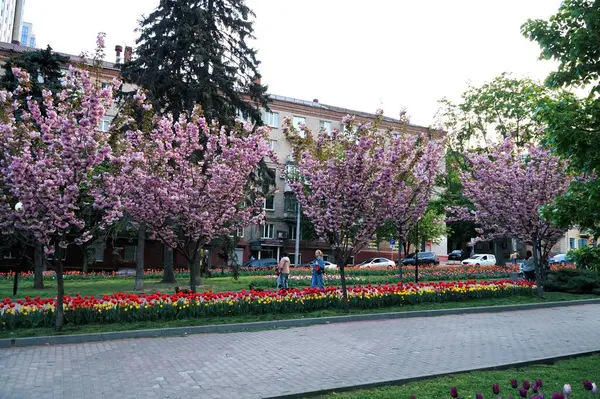 stock image . Flower alleys with tulips and cherry blossoms in the Dnipro in spring