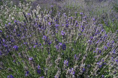 Tarlada lavanta çalıları var. Ukrayna