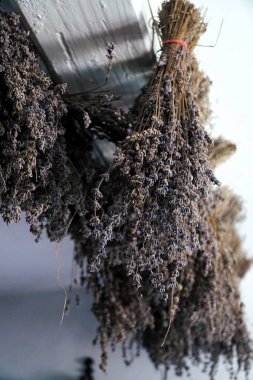 Lavanta örgüsü tavanın altındaki bir depoda kurutuluyor.