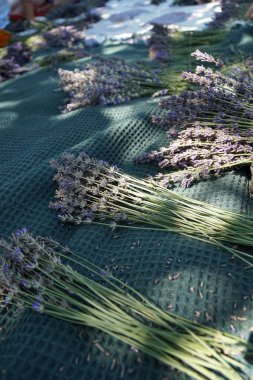 A green bedspread on which lies lavender and accessories for making bouquets from it. clipart