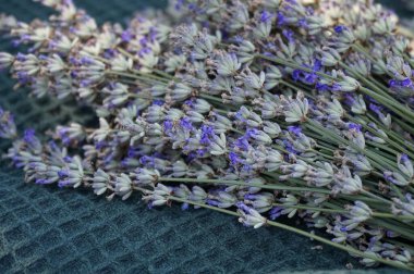 Toplanan lavanta ve lavanta sapları