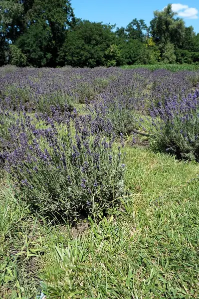 stock image Lavender bushes in the field. Ukraine