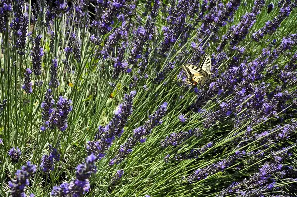 stock image A butterfly flies near a lavender bush