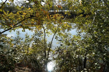 Avrupa 'da bir gölün kıyısında sonbahar ormanı