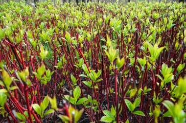 Cornus sericea baharda parkta çekim yapar.
