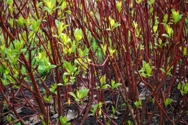 Cornus sericea baharda parkta çekim yapar.