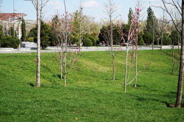 Parkta çiçek açan manolyalar