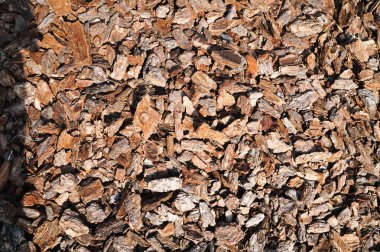 Çam kabuğunun arka planı