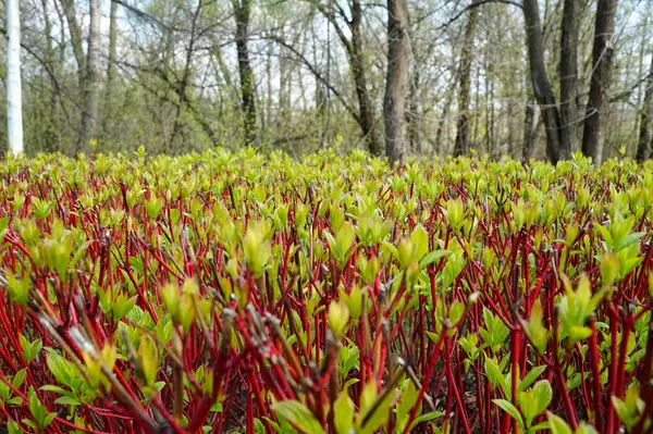 Cornus sericea baharda parkta çekim yapar.