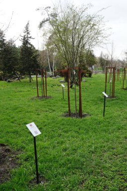 Dnipro, Ukrayna. Şehir parkında ölen askerlerin anısına dikilmiş ağaçlar.            