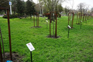 Dnipro, Ukrayna. Şehir parkında ölen askerlerin anısına dikilmiş ağaçlar.            