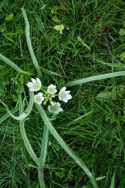 Ukrayna 'da bir göletin yanında büyüyen Ornithogalum çiçekleri