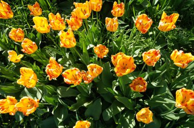 Çiçek açan turuncu lalelerin yan görünüşü