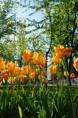  Çiçek tarhında turuncu laleler çiçek açar..         