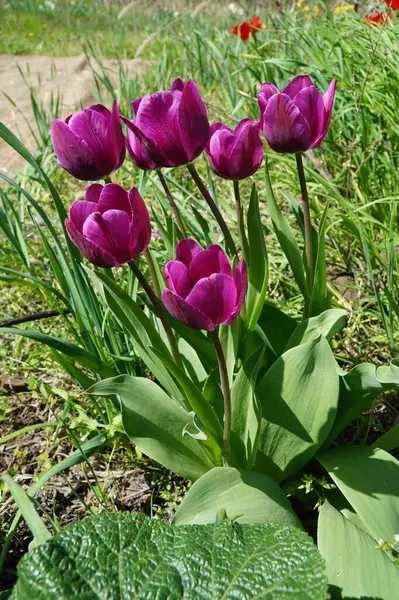 Çiçek tarhında koyu mor laleler açar..