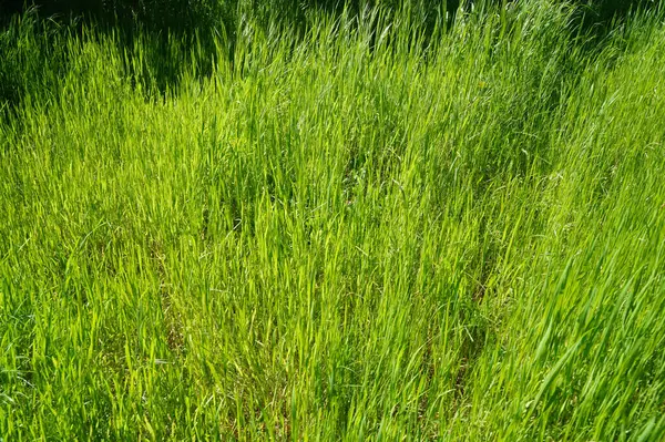 Baharda parlak yeşil çimlerin arka planı       