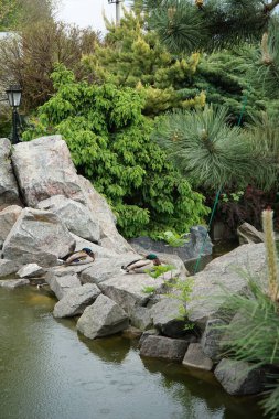 Ördekler göletin yanındaki kayalıklarda dinleniyor.