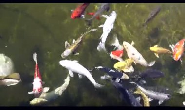 Parktaki gölde renkli balıklar yüzer..