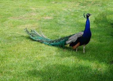 Güzel bir tavus kuşu çimlerin üzerinde yürür  