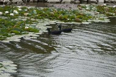 Bir nehir kanalının kıyısında kırmızı listelenmiş beyaz su zambakları
