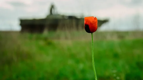 Цветок Мака Войне Украине — стоковое фото