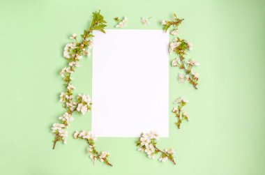 Yeşil arka planda boş bir yaprağın etrafında kayısı çiçekleri ve metin için yer var. Bahar konsepti, mevsimlik, fotokopi alanı. Yukarıdan görüntüle.