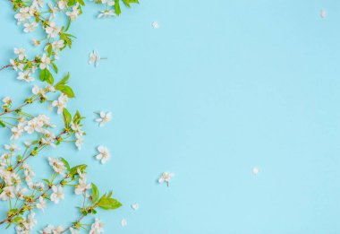 Mavi arka planda kiraz çiçekleri ve metin için boşluk. Bahar konsepti, mevsimlik, fotokopi alanı. Yukarıdan görüntüle.