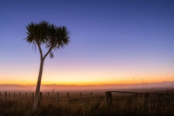 stock image Cabbage tree on it's own with a wonderful dawn colorful sky.