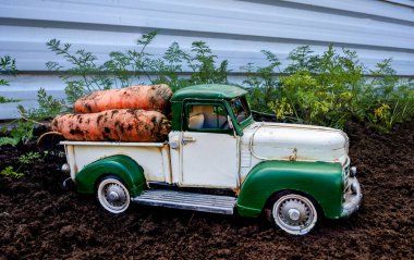 Taze kazılmış havuçlarla dolu yeşil ve beyaz bir kamyonet..