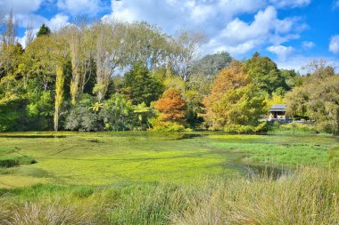Bason Botanik Bahçeleri Havuzu Aydınlık bir sonbahar gününde Göl kenarındaki ağaçtaki sonbahar renklerini ve göletin diğer tarafındaki bahçedeki Japon evini gösterir..