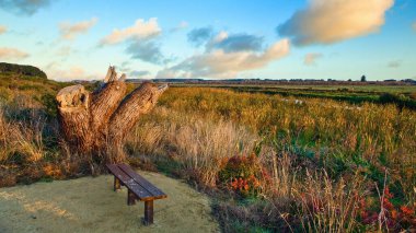 Foxton nehir döngüsü boyunca giden yol. Büyük bir ağaç damgasıyla ve tahta bir koltukla.