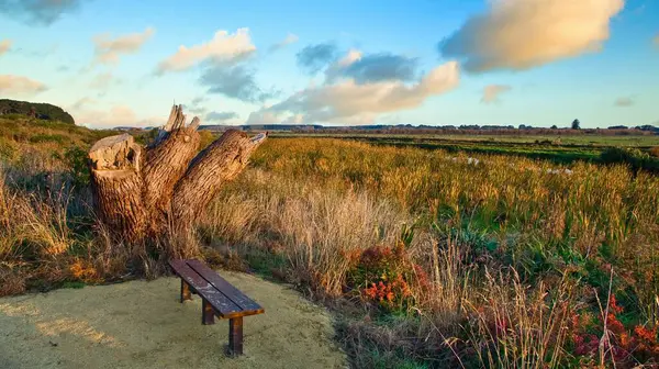 Foxton nehir döngüsü boyunca giden yol. Büyük bir ağaç damgasıyla ve tahta bir koltukla.
