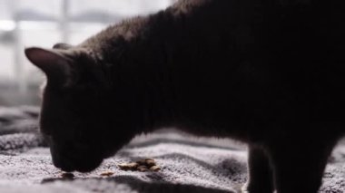 Büyük Gri Kedi evdeki yatakta oturuyor. Şirin aç kedi yemek istiyor. Kuru yem ve tekir kedi. Kedi bir kaseden iştahla yemek yer, tıkınır ve gider. Evcil hayvan dilini göstererek kendini yalıyor..