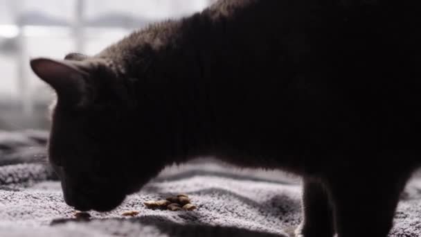 Big Grey Cat Siedzi Łóżku Domu Słodki Głodny Kot Chce — Wideo stockowe