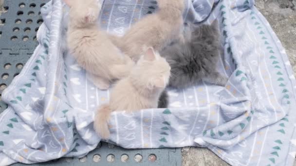 Четыре Маленьких Котенка Играют Картонную Коробку Любопытные Забавные Полосатые Котята — стоковое видео