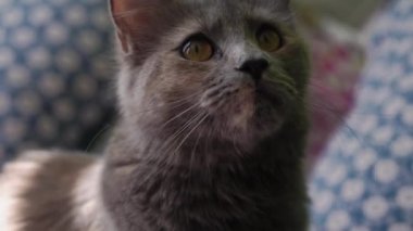 Büyük Gri Kedi evdeki yatakta oturuyor. Şirin aç kedi yemek istiyor. Kuru yem ve tekir kedi. Kedi bir kaseden iştahla yemek yer, tıkınır ve gider. Evcil hayvan dilini göstererek kendini yalıyor..