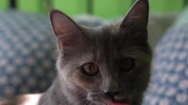 Μεγάλη Γκρίζα Γάτα Κάθεται Στο Κρεβάτι Στο Σπίτι Χαριτωμένη Πεινασμένη — Αρχείο Βίντεο